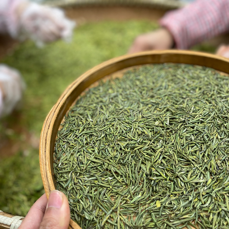 2024年新茶国家地理标志农产品下陈兰溪毛峰高山绿茶