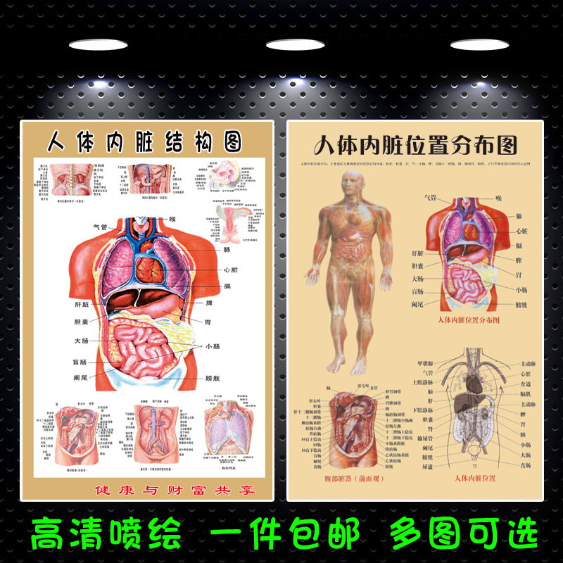 人体内脏器官结构解剖图挂图 医院诊所墙贴画人体全身内脏位置图