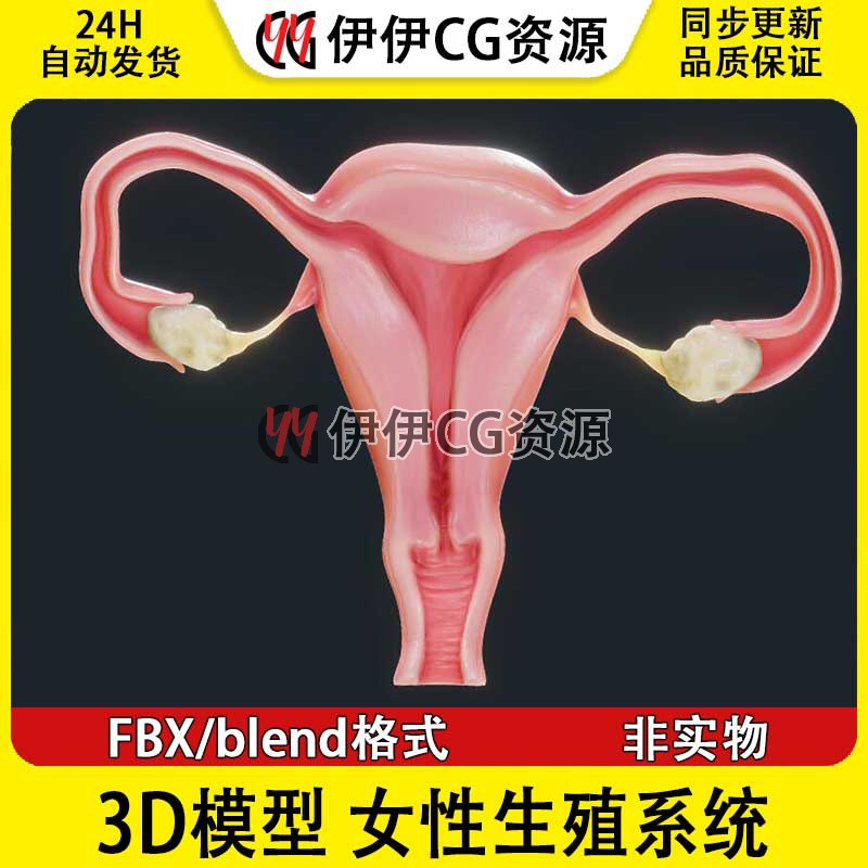 3D模型FBX医学结构解剖人体女性生殖系统blend子宫解剖卵巢PBR
