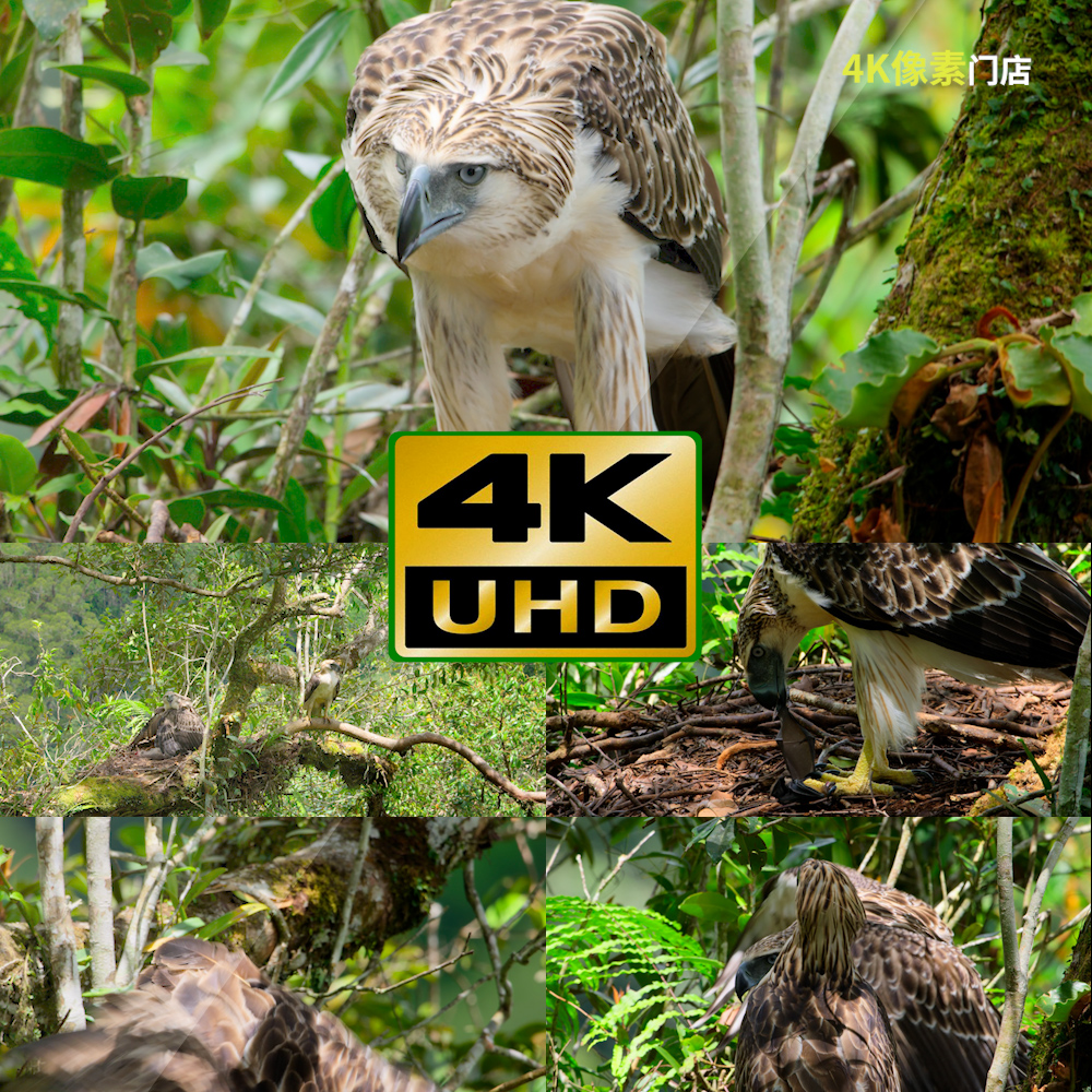 651-4K视频素材-老鹰飞行鸟窝捕食猎鹰雪山飞翔自然凶猛生态