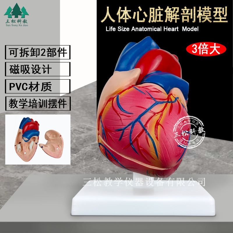 心脏解剖模型 可拆卸 放大3倍心脏人体器官结构解剖 医学教学模型