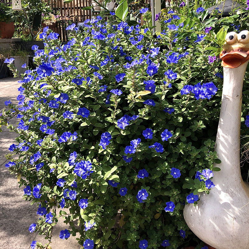 蓝星花盆栽新奇植物 蓝色园艺花卉 大苗带花四季开花阳台庭院容易
