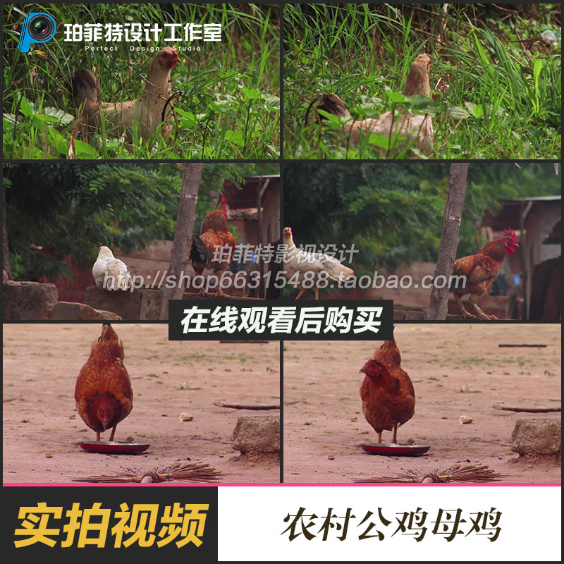 公鸡母鸡视频素材家畜牲畜农村养殖户牲口生活场景家禽