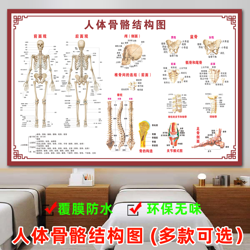 人体骨骼肌肉结构图肌肉分布图解脊椎骨头解剖高清大挂图宣传海报