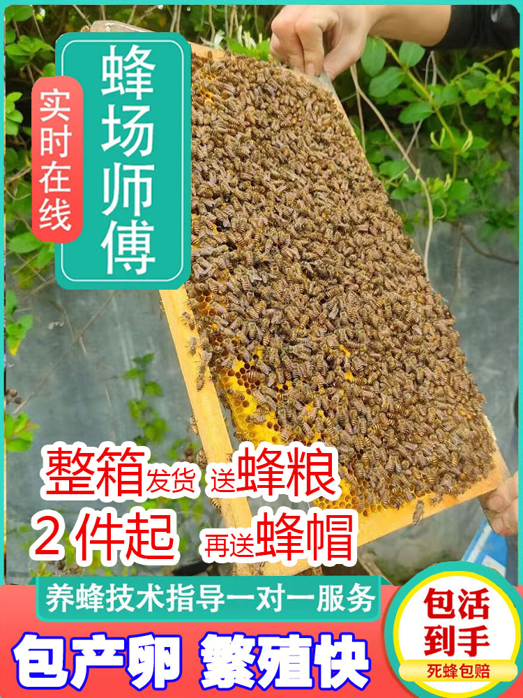 中蜂蜂群活群带种王带子脾出售整箱土蜂蜂子蛋群蜜蜂蜂群新款包邮