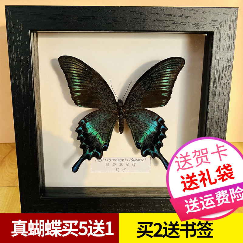 蝴蝶标本相框真蓝色稀有摆件礼物生日幼儿园展示框挂画昆虫摄影翅