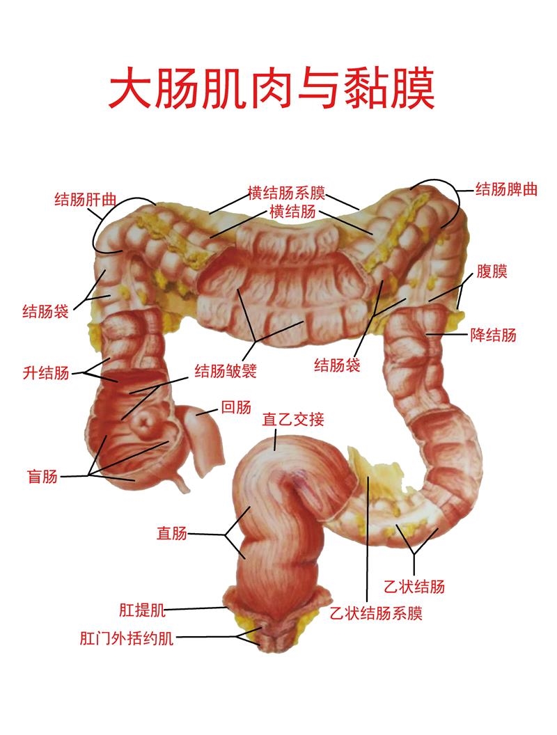 人体内脏解剖系统示意图海报医学宣传挂图人体器官心脏结构图贴纸