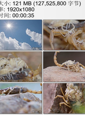炎热的夏天蝎子孵化幼蝎实拍 繁殖后代 高清实拍视频素材