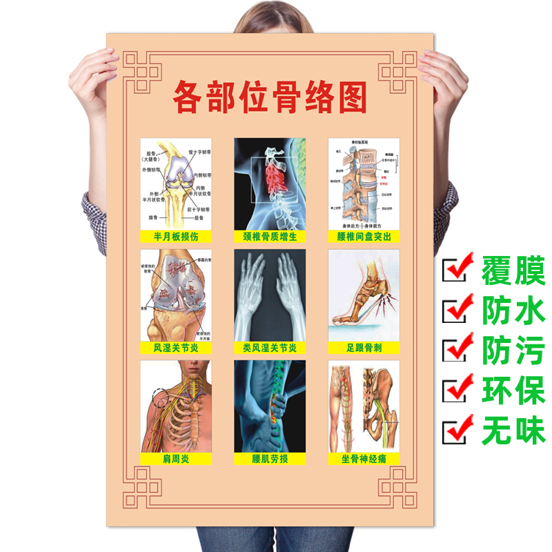 医院挂图 人体各部位骨络图 肌肉骨骼结构 颈椎脊柱 医学知识海报