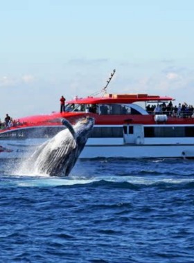 澳大利亚悉尼曼利港Manly wharf看海豚观鲸体验,悉尼观鲸