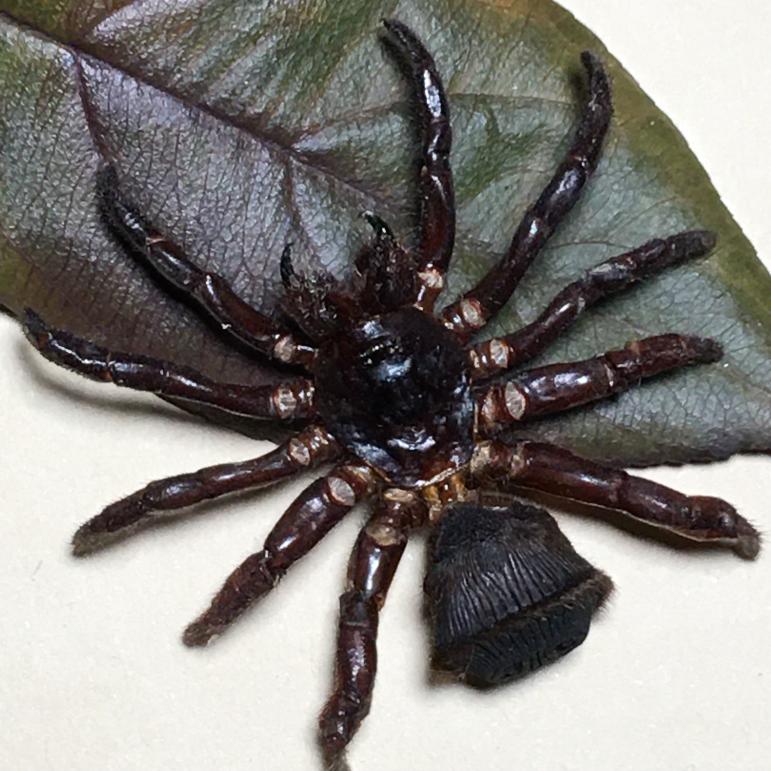 老挝原始雨林罕见活门蜘蛛·欧式简约·新品·光明女神闪·锹甲·