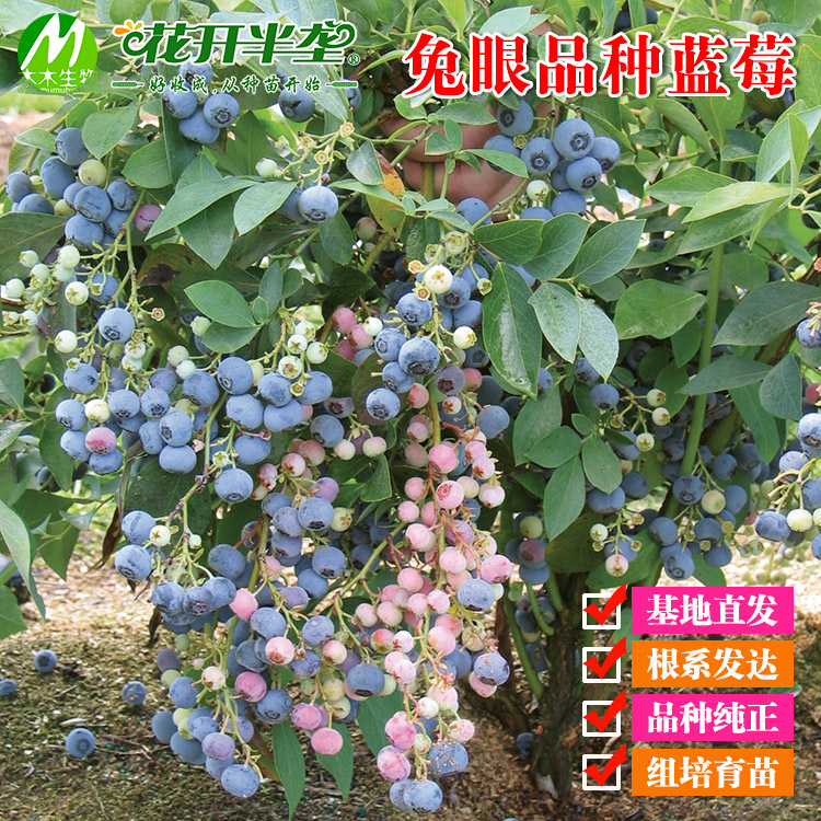 兔眼品种蓝莓树苗 一年钵苗 木木蓝莓苗 多个品种 新品种 树势强
