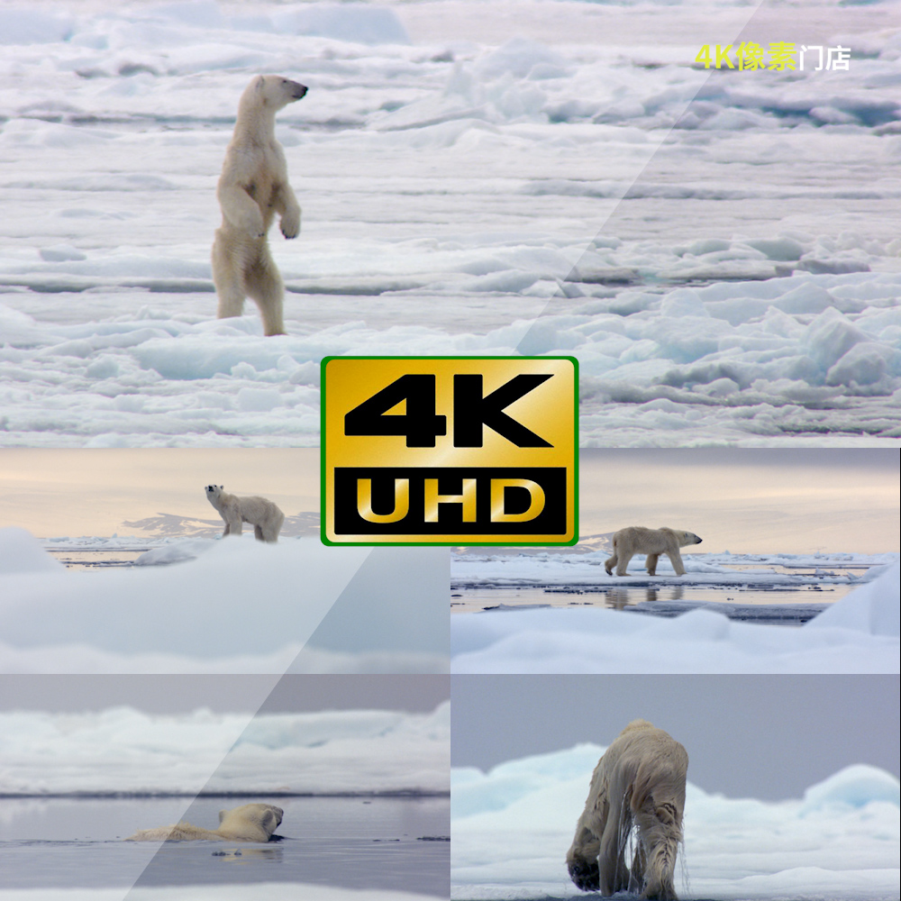 10-4K视频素材-北极熊全球变暖北极恶化户外可爱幼崽夜晚天空美景