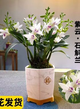 紫云石斛兰室内盆栽冬带花出售淡香兰花植物桌面花卉办公室绿植