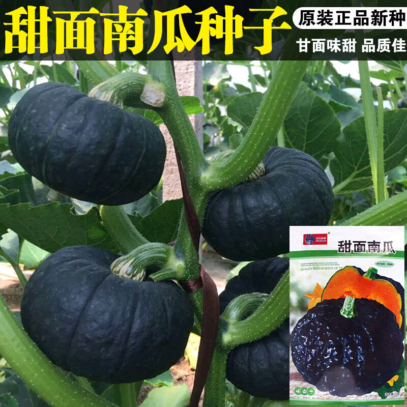 甜面南瓜种子短蔓高面黑皮黑贝贝南瓜产香甜南方北方四季蔬菜种子