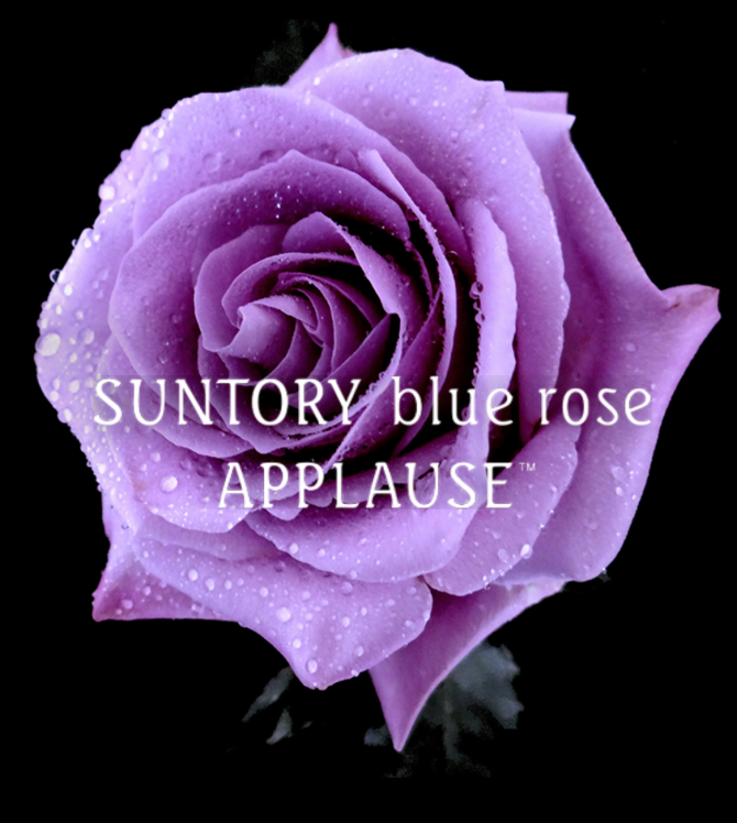 日本月季  喝彩  转基因蓝玫瑰 浓香 小株型 四季花 枝条细