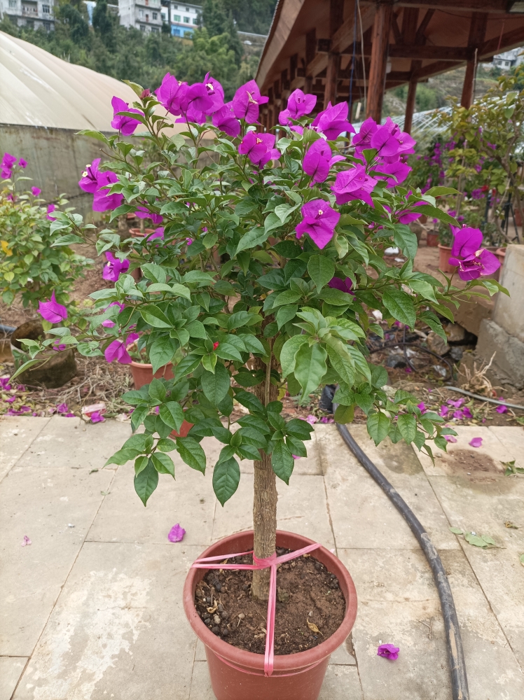 三角梅云南紫安格斯四季开花超好养花卉基地出售直径3-4cm高80cm