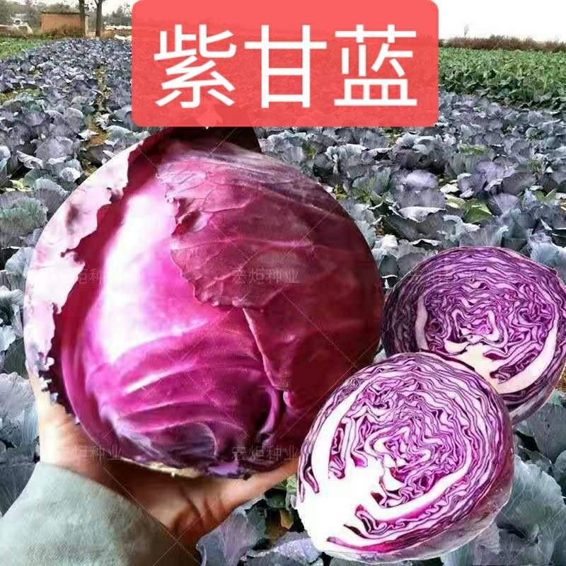 山东新鲜蔬菜沙拉菜紫甘蓝紫椰菜净重5斤紫包菜卷心菜