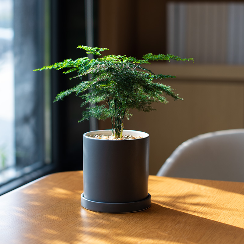 文竹小盆栽室内好养活植物创意盆景四季常青办公室桌面花卉