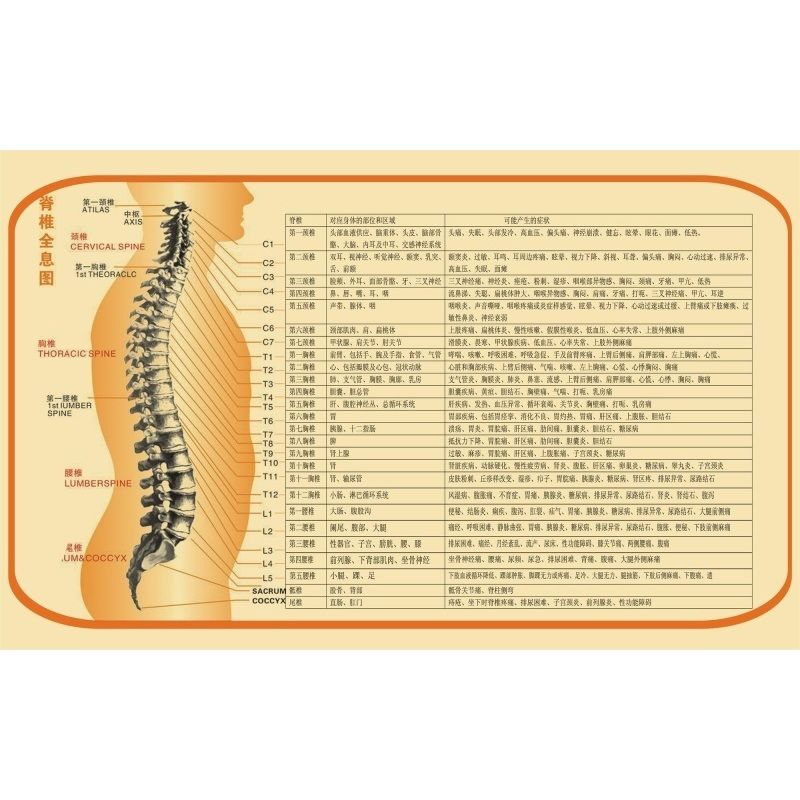 脊椎全息图海报展板中医骨伤科门诊脊椎关节错位临床症状墙贴墙纸