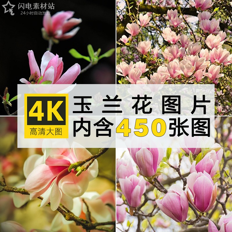 高清玉兰花图片红白色树花朵唯美花卉植物特写照片4K壁纸素材合集