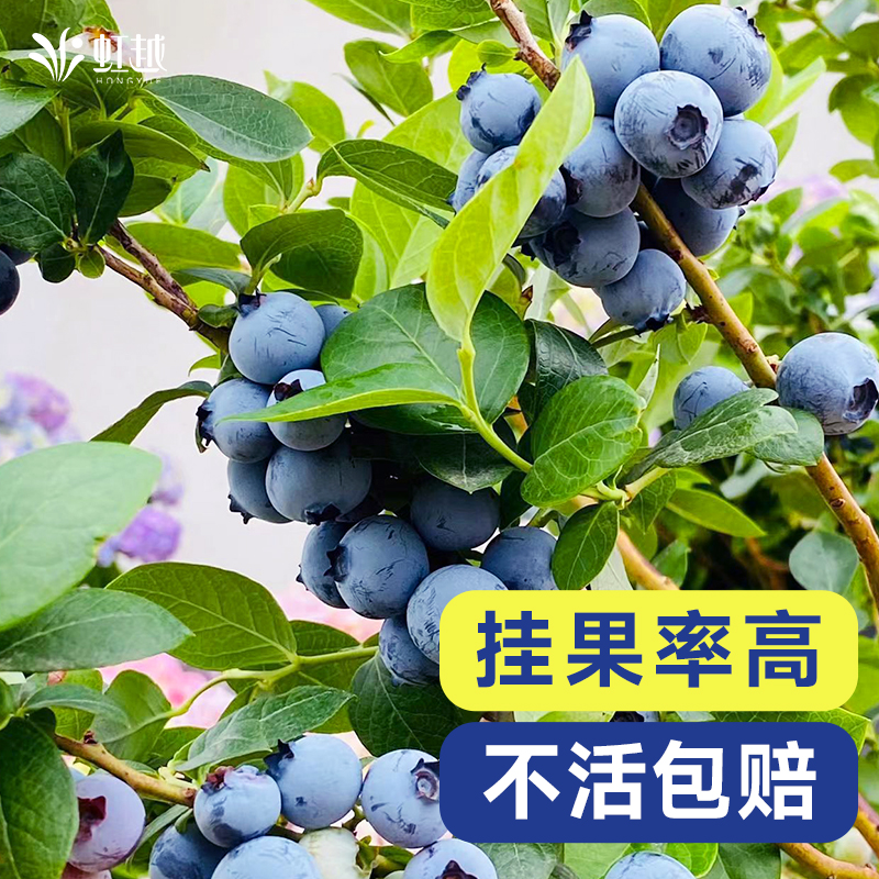 虹越蓝莓树果苗盆栽阳台南方种植北方耐寒追雪蓝葡萄天后挂果率高