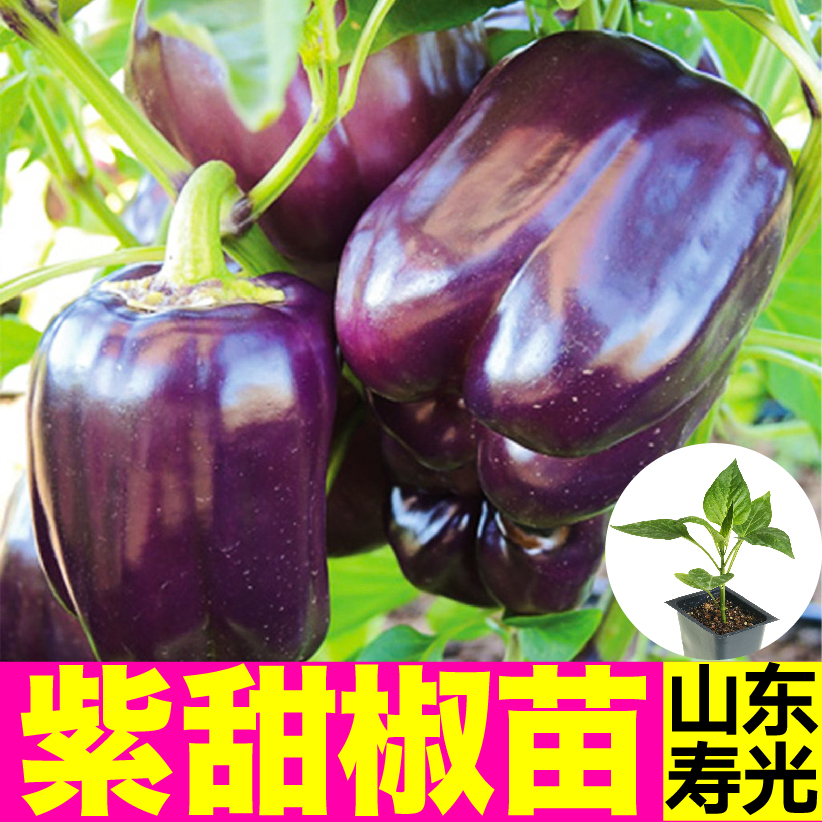 紫甜椒苗秧苗四季盆栽红黄绿方椒圆椒太空椒种子大田蔬菜大果寿光