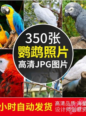 高清图库 鹦鹉图片动物鸟类摄影照片手机电脑桌面背景壁纸JPG素材