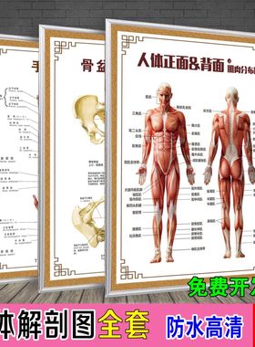 人体肌肉骨骼系统示意图医学宣传挂图人体器官心脏结构图医院海报