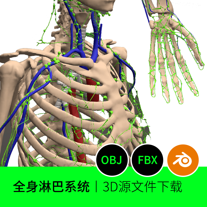 人体全身淋巴系统骨架医学解剖素材3D模型建模素材blender三维532