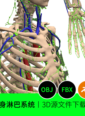 人体全身淋巴系统骨架医学解剖素材3D模型建模素材blender三维532