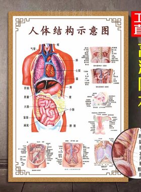 人体内脏解剖系统示意图骨骼宣传挂图人体器官心脏结构图医院海报