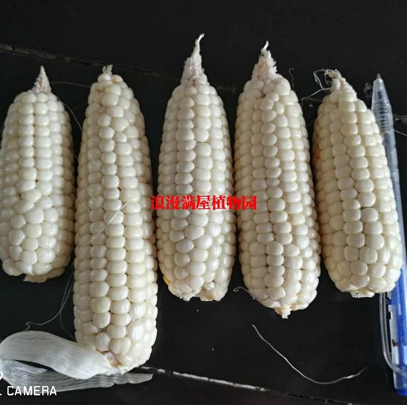 农家传统小白糯玉米老种子非转基因非杂交可留种农民常规容易种植