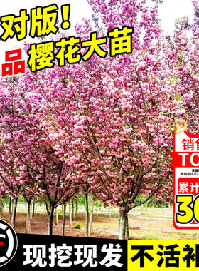 日本樱花树苗南北方室外庭院种植绿化工程大型风景树花卉盆栽植物