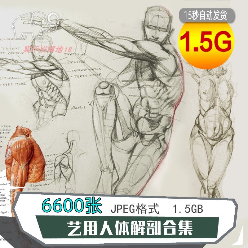 艺用人体全身解剖造型结构骨骼肌肉素描四肢躯干示意图片素材鉴赏