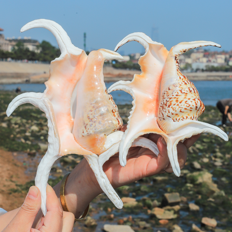 六角螺天然海螺标本听海贝壳摆件家居装饰品鱼缸水族造景礼物海南