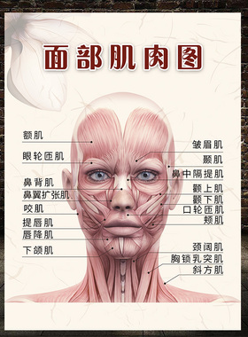 面部肌肉分布图宣传画美容院肌肉图谱图解挂图人体肌肉结构示意图