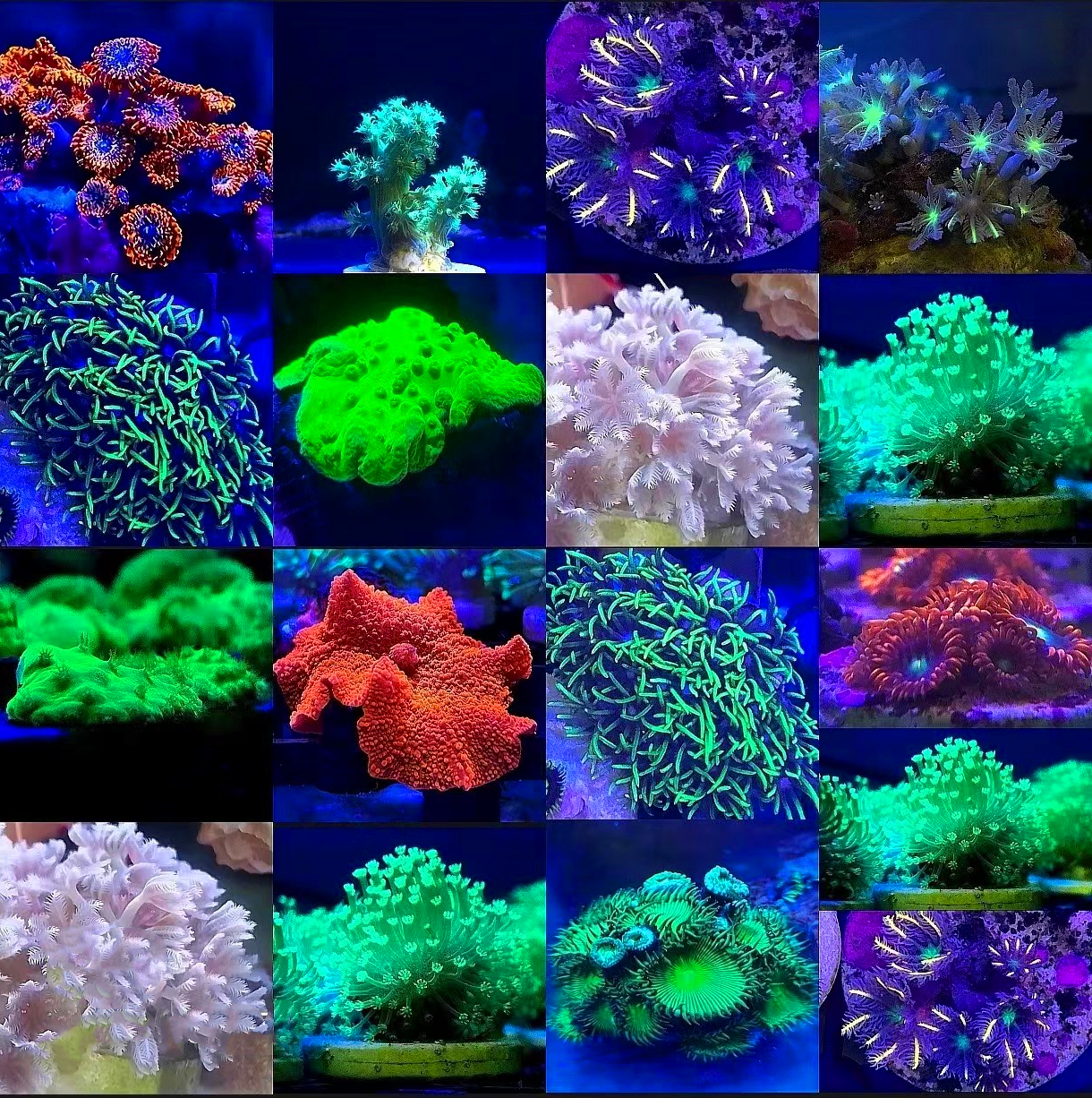 珊瑚活体绿草皮珊瑚幻彩纽扣皮革宝石花海缸造景珊瑚新手活物套餐