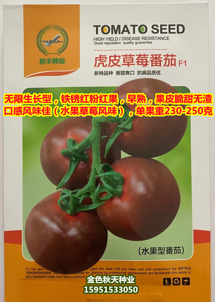 草莓春秋虎皮番茄种子早熟抗病水果草莓味紫黑色西红柿水果蔬菜籽