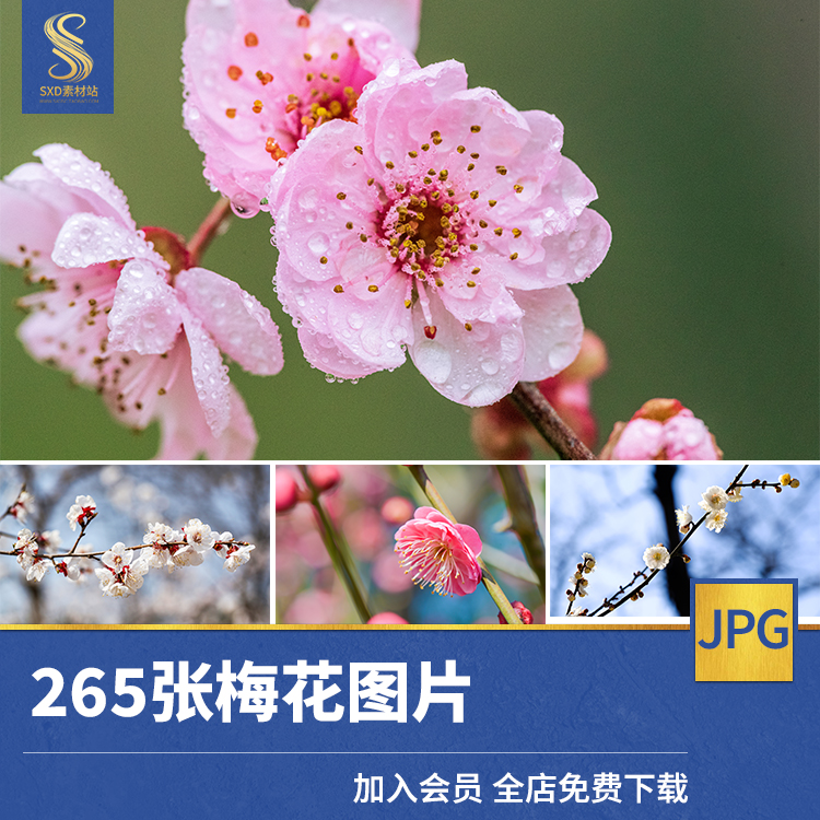 高清梅花真素材中国名花卉植物特写图片清新唯美治愈花卉背景照片