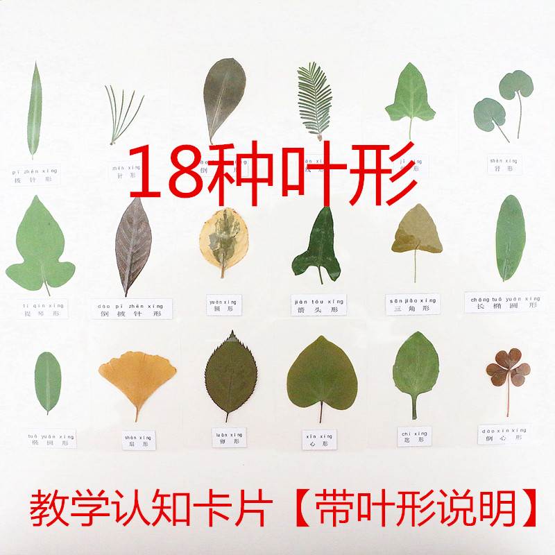 各种形状的叶子植物标本真树叶18种不同形状认知塑封卡片教学用具