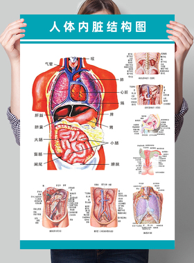 人体内脏器官解剖系统示意图彩色挂图心脏血液结构图医学宣传海报