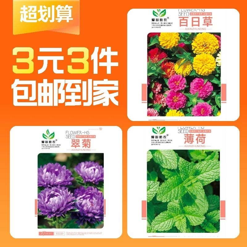 【3元3件】薄荷种子+百日草种子+翠菊种子