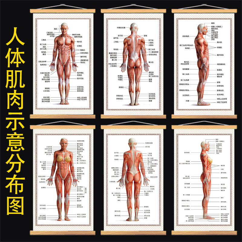 人体肌肉分布示意图挂图解剖结构分布图人体骨骼器官图医院诊所图