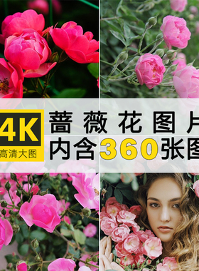 高清大图蔷薇花唯美花卉花朵花瓣手机电脑壁纸ps抖音2K4K图片素材