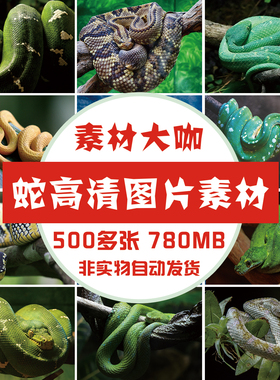 素材大咖 蛇摄影图片眼镜蛇蟒蛇毒蛇 动物图片 美工设计素材 教学