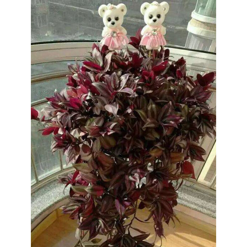 紫色观叶植物吊竹梅盆栽室内外垂吊攀爬花卉易养活除甲醛净化空气
