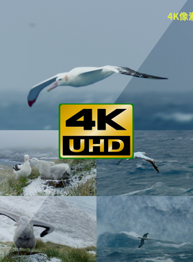 124-4K视频素材-海鸟极地气候气候变化全球户外天空美景日出夕阳