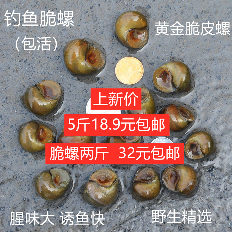 包邮钓鱼脆螺5斤钓青鱼螺丝肉鲜活螺蛳活的石螺新鲜田螺活体