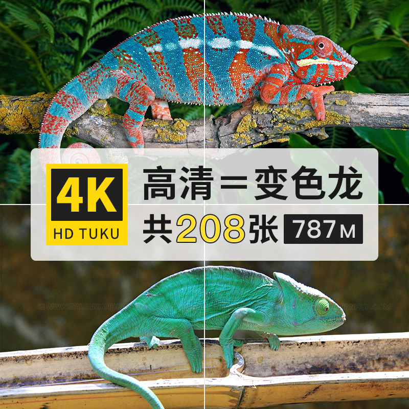避役变色龙蜥蜴目爬行动物大图4K超高清电脑图片壁纸海报插画素材